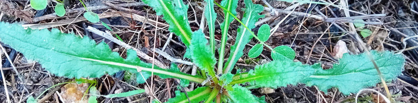 Wild Greens: An earthly treasure