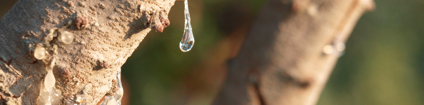 The story of weeping trees