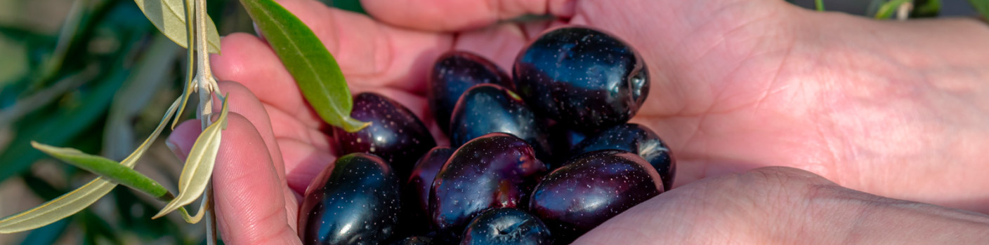 The Story of the Greek Olive